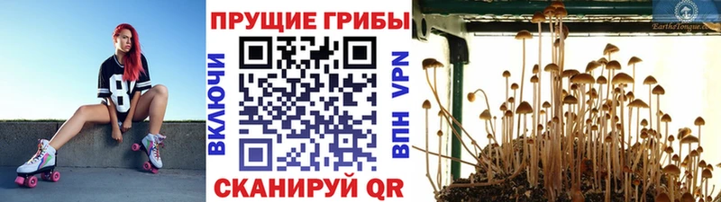 Галлюциногенные грибы ЛСД даркнет сайт Весьегонск